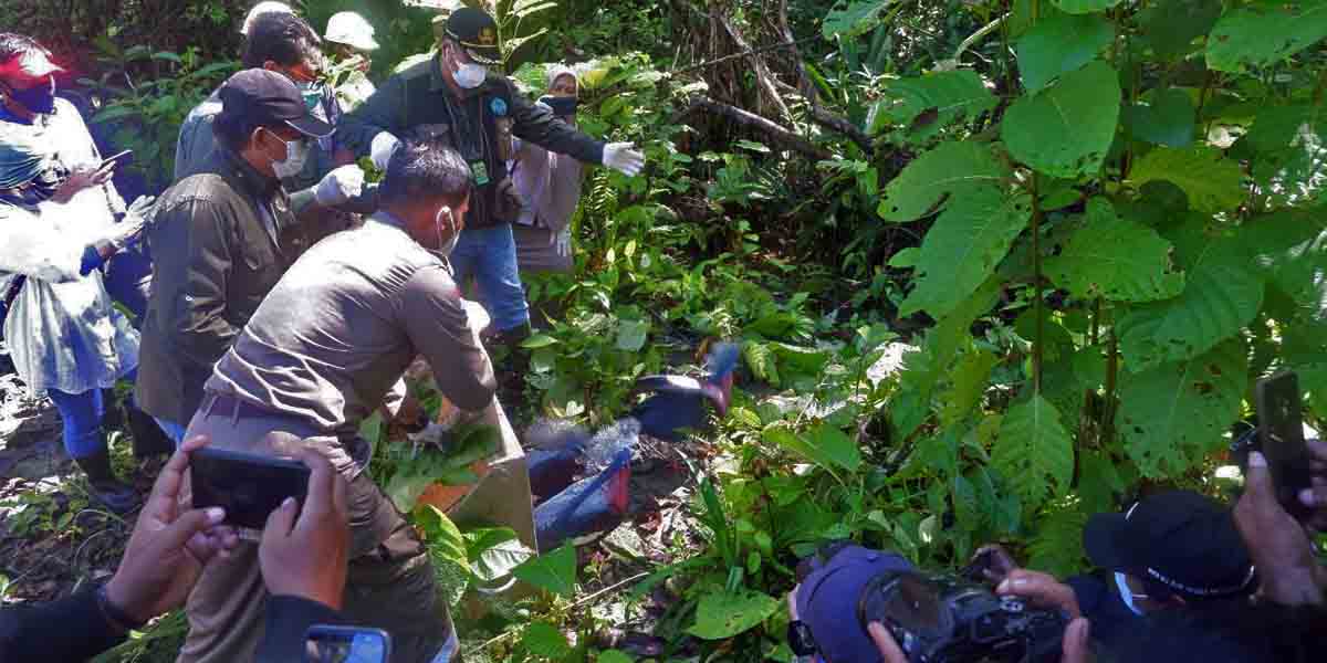 Pelepasliaran 17 satwa di Hutan Kuala Kencana Timika, Kamis (8/7/2021). Foto: Fachruddin Aji/Papua60detik